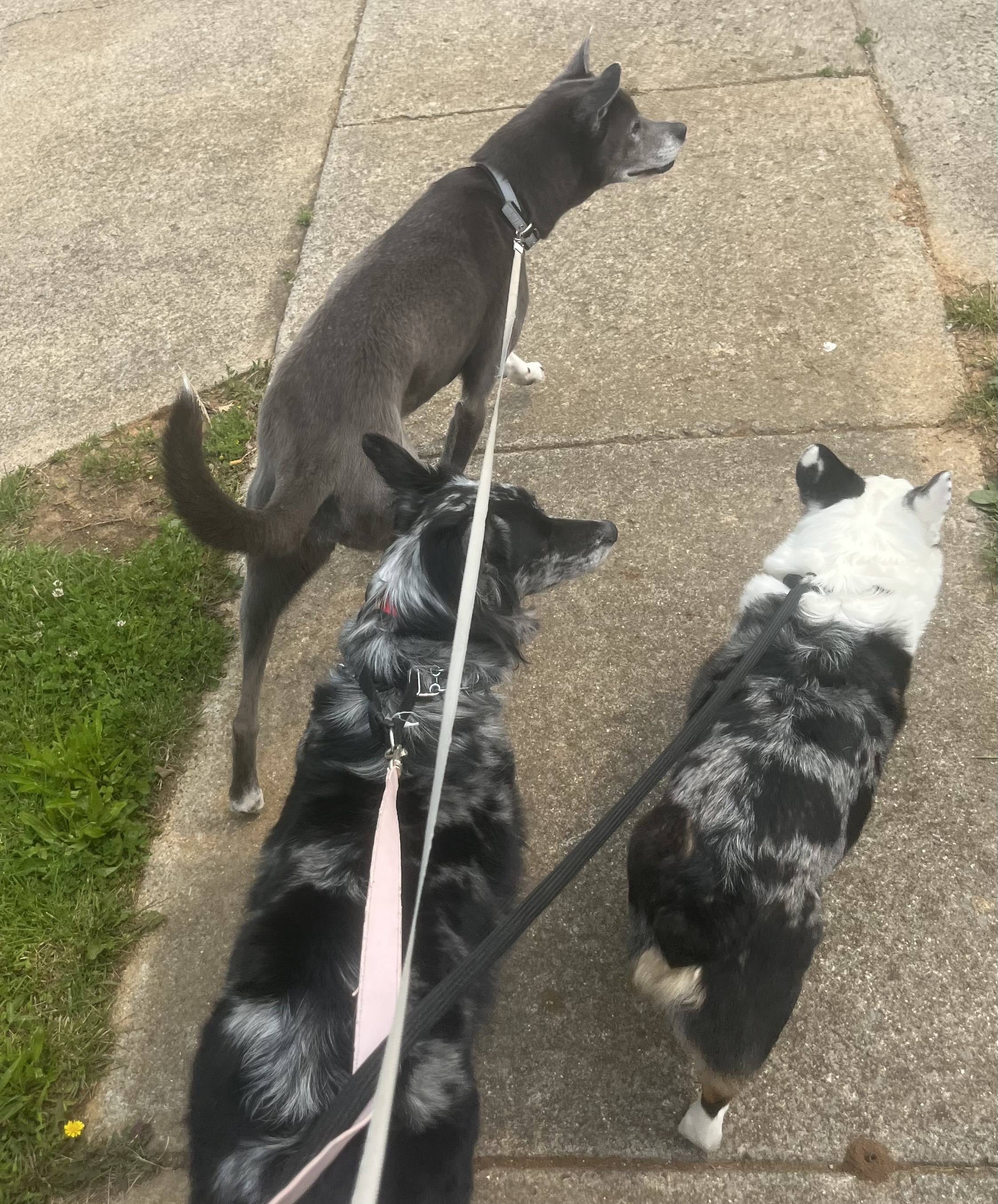 Drew's dogs